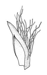 Leptodon smithii, calyptra. Drawn from A.J. Fife 8699, CHR 460815, and K.W. Allison 1438, CHR 611386.
 Image: R.C. Wagstaff © Landcare Research 2015 